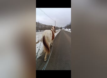 American Paint Horse, Merrie, 2 Jaar, 140 cm, Tobiano-alle-kleuren