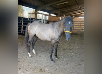American Paint Horse, Merrie, 2 Jaar, 146 cm, Grullo