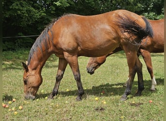 American Paint Horse, Merrie, 2 Jaar, 150 cm, Bruin