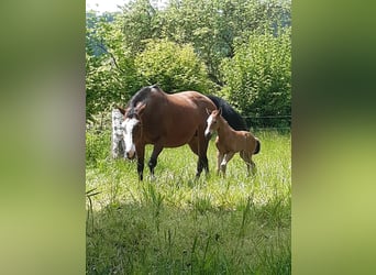 American Paint Horse, Merrie, 2 Jaar, 150 cm, Bruin