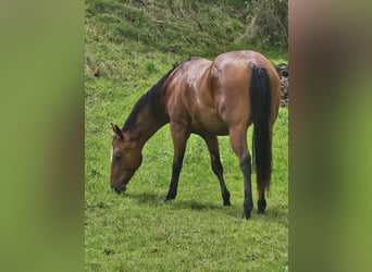 American Paint Horse, Merrie, 2 Jaar, 150 cm, Bruin