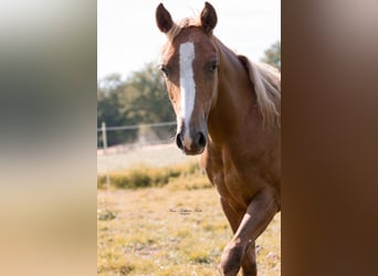 American Paint Horse, Merrie, 2 Jaar, 152 cm, Donkere-vos