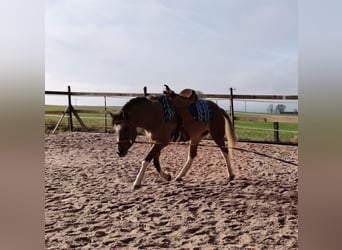American Paint Horse Mix, Merrie, 2 Jaar, 153 cm, Buckskin
