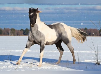 American Paint Horse, Merrie, 2 Jaar, 155 cm, Roan-Blue