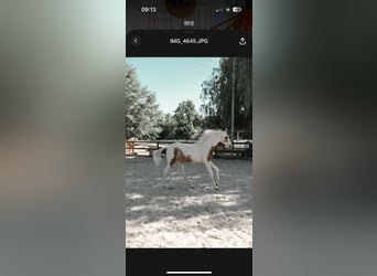 American Paint Horse, Merrie, 2 Jaar, 155 cm, Tovereo-alle-kleuren