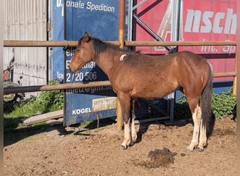 American Paint Horse, Merrie, 2 Jaar, Bruin