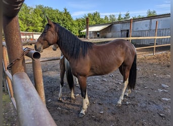 American Paint Horse, Merrie, 2 Jaar, Bruin