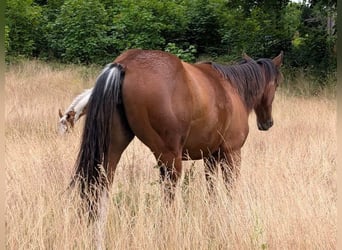 American Paint Horse, Merrie, 2 Jaar, Bruin