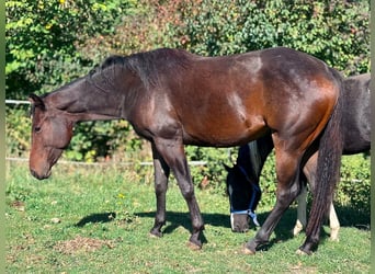 American Paint Horse, Merrie, 2 Jaar, Bruin