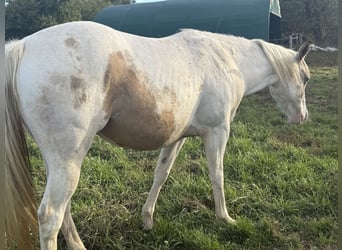 American Paint Horse, Merrie, 3 Jaar, 143 cm, Tobiano-alle-kleuren