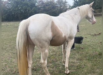 American Paint Horse, Merrie, 3 Jaar, 143 cm, Tobiano-alle-kleuren