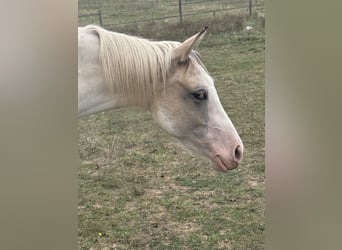 American Paint Horse, Merrie, 3 Jaar, 143 cm, Tobiano-alle-kleuren