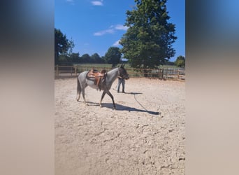 American Paint Horse, Merrie, 3 Jaar, 145 cm, Roan-Blue