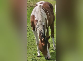 American Paint Horse, Merrie, 3 Jaar, 150 cm