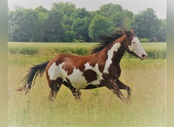 American Paint Horse, Merrie, 3 Jaar, 150 cm, Donkere-vos