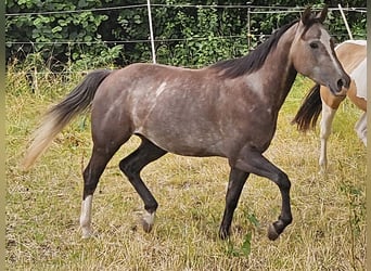 American Paint Horse, Merrie, 3 Jaar, 150 cm, kan schimmel zijn