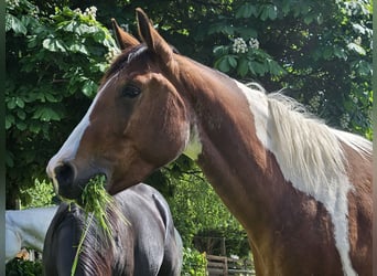 American Paint Horse, Merrie, 3 Jaar, 150 cm, Tobiano-alle-kleuren