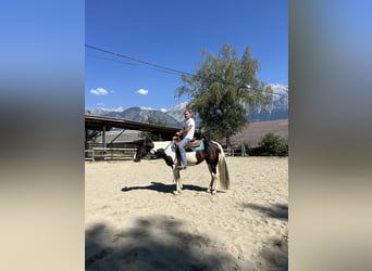 American Paint Horse, Merrie, 3 Jaar, 150 cm, Tobiano-alle-kleuren