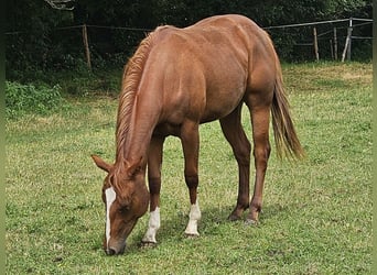 American Paint Horse, Merrie, 3 Jaar, 150 cm, Vos
