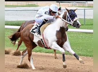 American Paint Horse, Merrie, 3 Jaar, 152 cm, Gevlekt-paard