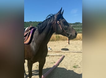 American Paint Horse, Merrie, 3 Jaar, 153 cm, Donkerbruin