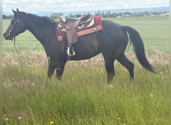 American Paint Horse, Merrie, 3 Jaar, 153 cm, Donkerbruin