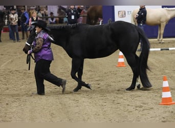 American Paint Horse, Merrie, 3 Jaar, 153 cm, Zwartbruin
