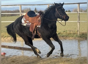 American Paint Horse, Merrie, 3 Jaar, 153 cm, Zwartbruin