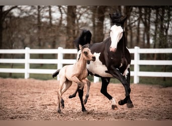 American Paint Horse Mix, Merrie, 3 Jaar, 155 cm, Buckskin
