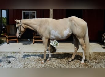 American Paint Horse, Merrie, 3 Jaar, 155 cm, Overo-alle-kleuren