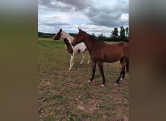 American Paint Horse, Merrie, 3 Jaar, 160 cm, Donkerbruin
