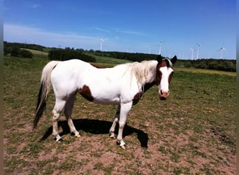 American Paint Horse, Merrie, 3 Jaar, 160 cm