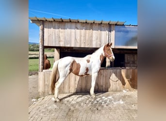 American Paint Horse Mix, Merrie, 3 Jaar, 162 cm, Gevlekt-paard