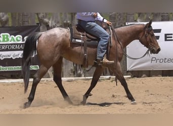 American Paint Horse, Merrie, 3 Jaar, Roan-Bay