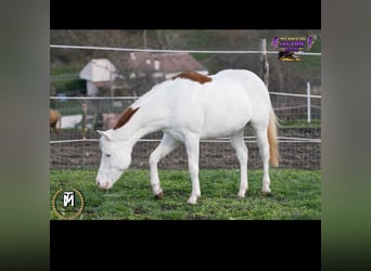 American Paint Horse, Merrie, 3 Jaar, Roodvos