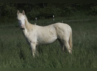 American Paint Horse, Merrie, 4 Jaar, 150 cm, Perlino
