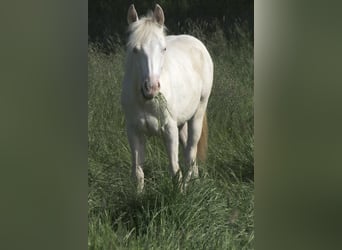 American Paint Horse, Merrie, 4 Jaar, 150 cm, Perlino