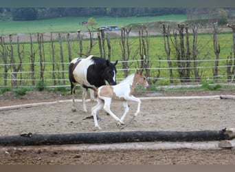 American Paint Horse, Merrie, 4 Jaar, 150 cm, Tobiano-alle-kleuren