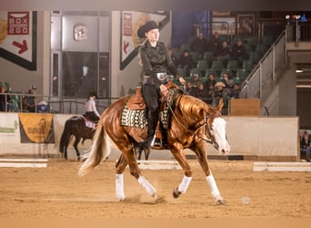 American Paint Horse, Merrie, 4 Jaar, 150 cm, Vos