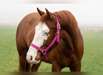 American Paint Horse, Merrie, 4 Jaar, 151 cm, Vos
