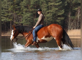American Paint Horse Mix, Merrie, 4 Jaar, 155 cm, Tobiano-alle-kleuren