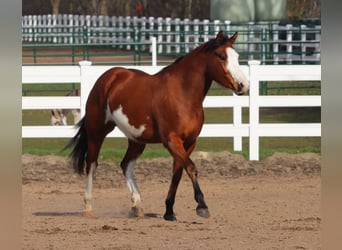 American Paint Horse Mix, Merrie, 4 Jaar, 155 cm, Tobiano-alle-kleuren