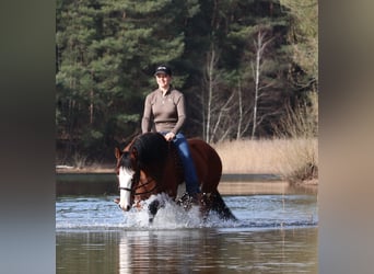 American Paint Horse Mix, Merrie, 4 Jaar, 155 cm, Tobiano-alle-kleuren