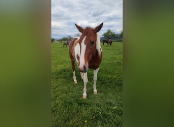 American Paint Horse, Merrie, 4 Jaar, 155 cm, Vos