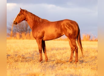 American Paint Horse, Merrie, 4 Jaar, 170 cm, Roodvos