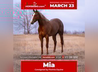 American Paint Horse, Merrie, 4 Jaar, 170 cm, Roodvos