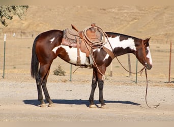 American Paint Horse, Merrie, 4 Jaar, Overo-alle-kleuren