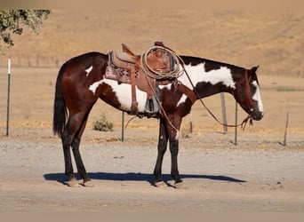 American Paint Horse, Merrie, 4 Jaar, Overo-alle-kleuren