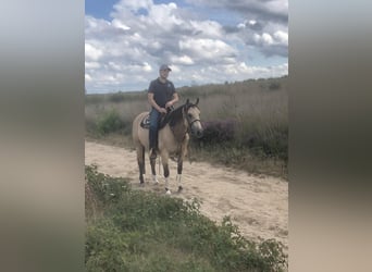 American Paint Horse, Merrie, 5 Jaar, 150 cm, Buckskin