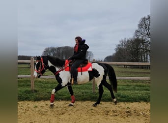 American Paint Horse, Merrie, 5 Jaar, 152 cm, Overo-alle-kleuren